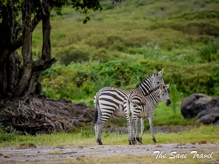32amboseli kenya thesanetravel.com 1500105