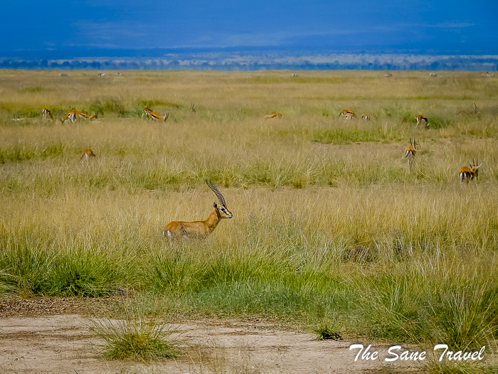 38 grants gazelle amboseli kenya thesanetravel.com 1490905