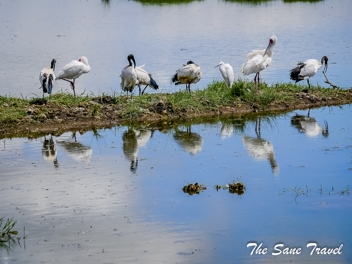 41 african sacred ibis amboseli kenya thesanetravel.com 1490959