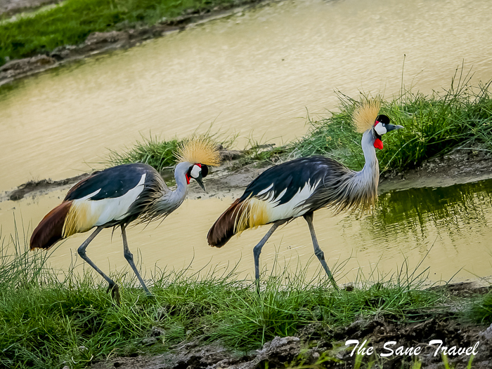 45 grey crowned cranes amboseli kenya thesanetravel.com 1500368