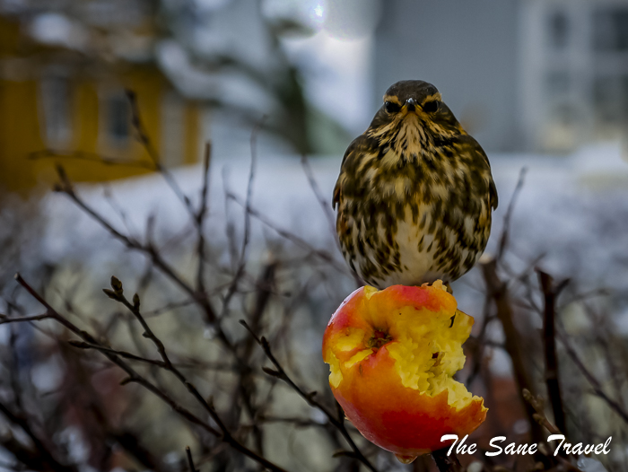 22reykjavik food tour thesanetravel.com 1350565