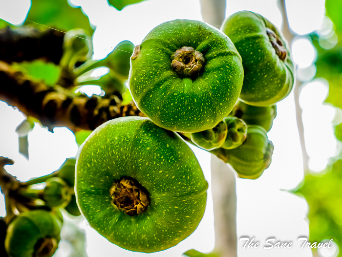 64 hue vietnam www.thesanetravel.com 1030945