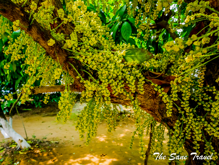 69 hue vietnam www.thesanetravel.com 1030933