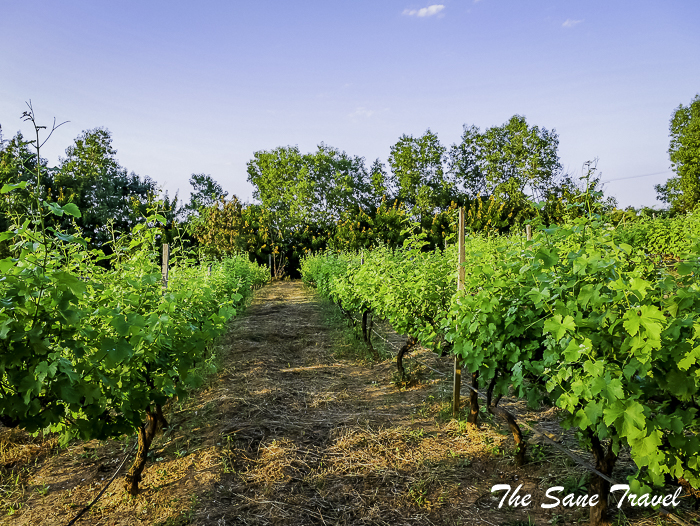 134winery bycicle inle thesanetravel.com 1600969