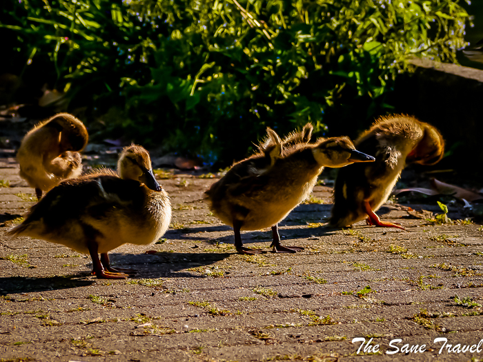 48 luisenpark mannheim www.thesanetravel.com 1420491