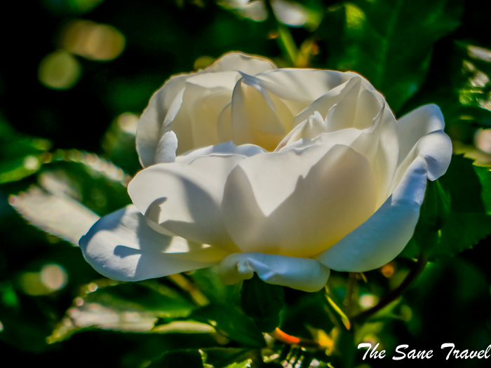 52 luisenpark mannheim www.thesanetravel.com 1430302