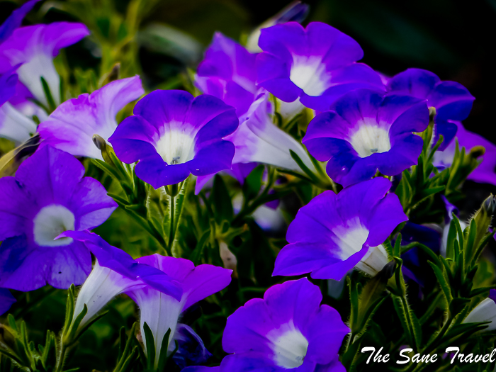 53 luisenpark mannheim www.thesanetravel.com 1430507