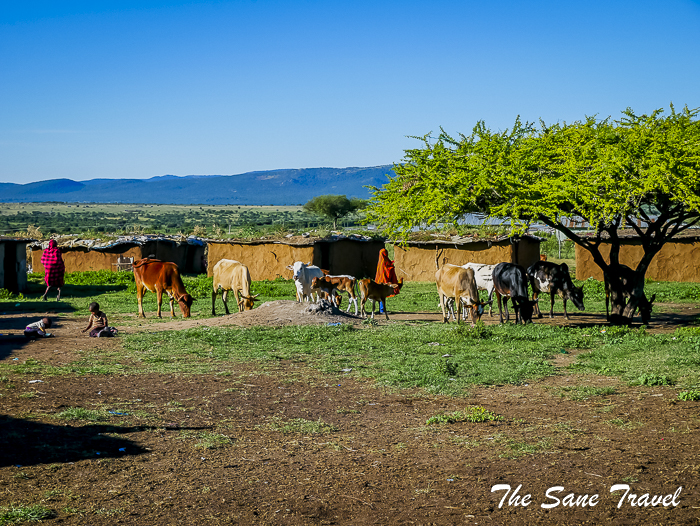 101 masai mara safari thesanetravel.com 1490604