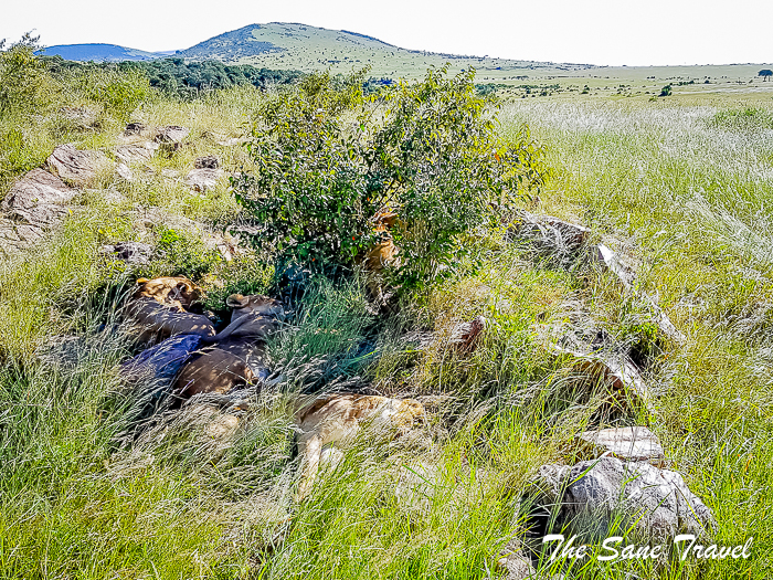 205 masai mara safari thesanetravel.com 161413