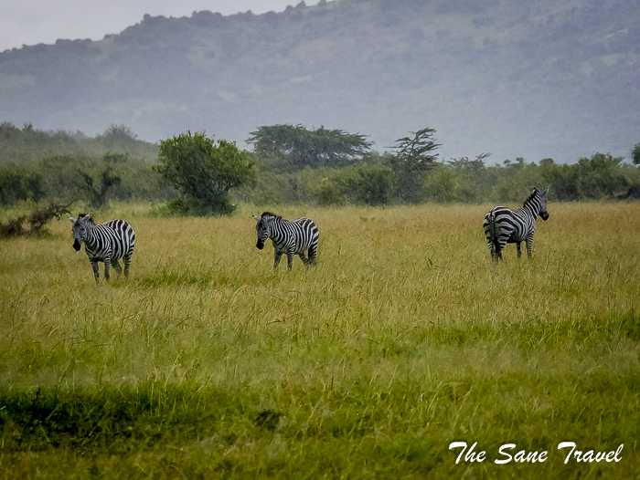 21 masai mara safari thesanetravel.com 1480424