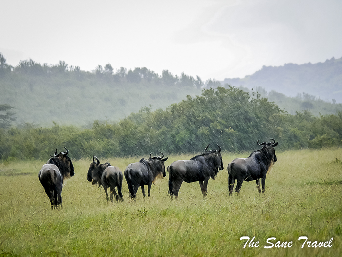 22 masai mara safari thesanetravel.com 1480429