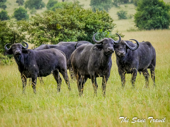 24 masai mara safari thesanetravel.com 1480464