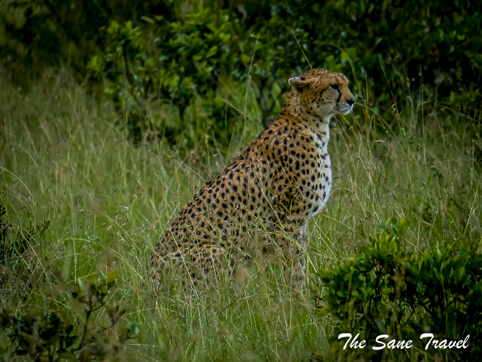 25 masai mara safari thesanetravel.com 1480522