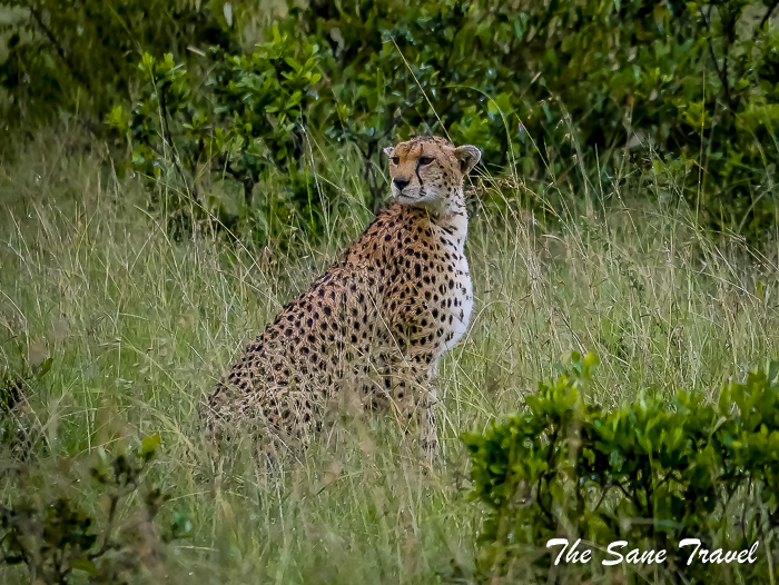 26 masai mara safari thesanetravel.com 1480530