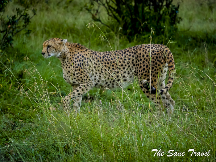 30 masai mara safari thesanetravel.com 1480577