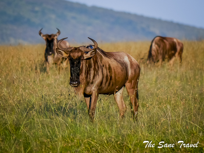 40 masai mara safari thesanetravel.com 1480669
