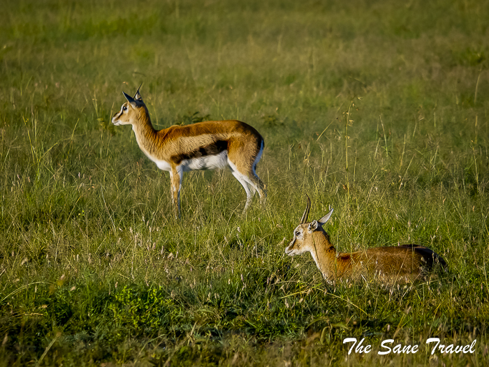 41 masai mara safari thesanetravel.com 1480675