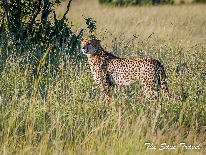 42 masai mara safari thesanetravel.com 1480693
