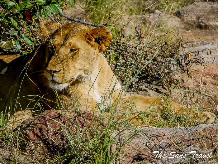 43 masai mara safari thesanetravel.com 1490465