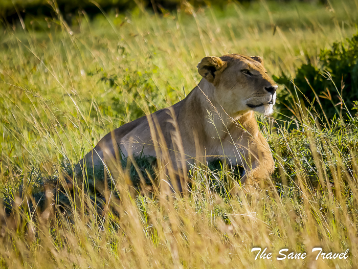 46 masai mara safari thesanetravel.com 1480754