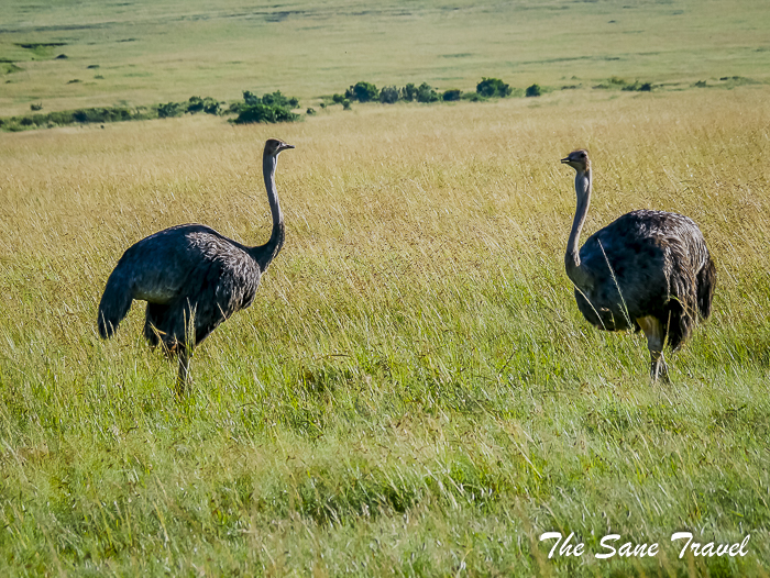 48 masai mara safari thesanetravel.com 1480780
