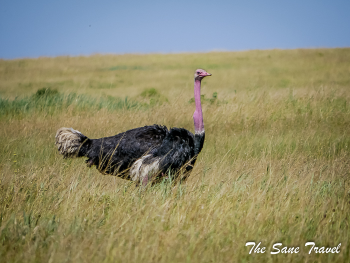 48 masai mara safari thesanetravel.com 1490181