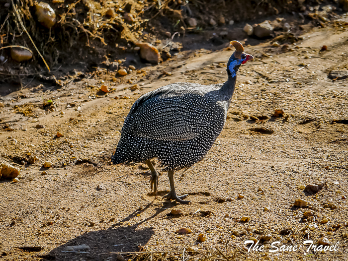 49 masai mara safari thesanetravel.com 1480808