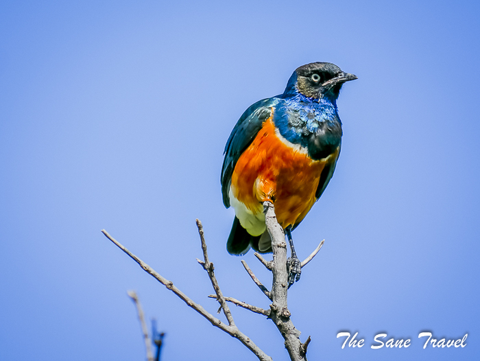 50 masai mara safari thesanetravel.com 1490090