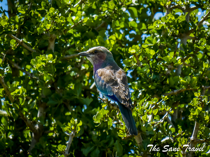 51 masai mara safari thesanetravel.com 1490351