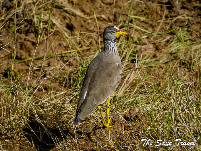 52 masai mara safari thesanetravel.com 1490418