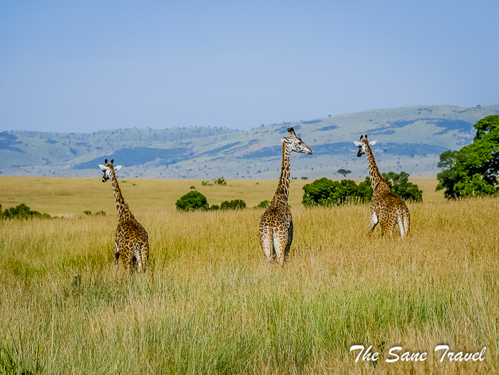 62 masai mara safari thesanetravel.com 1490008