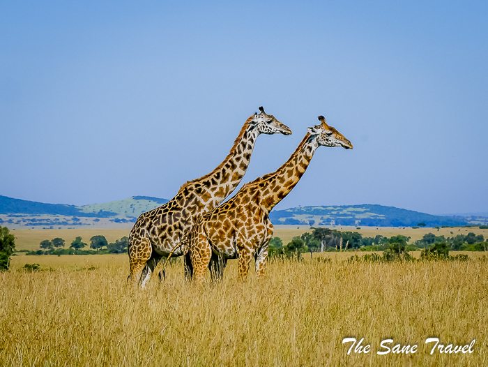 65 masai mara safari thesanetravel.com 1490066