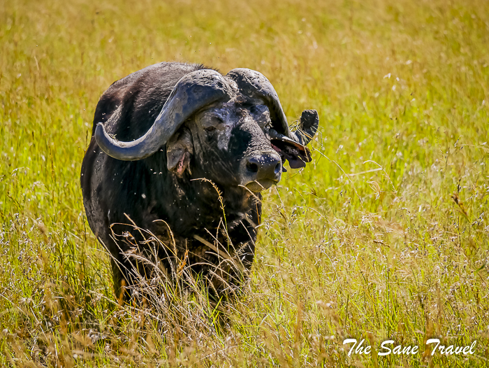 68 masai mara safari thesanetravel.com 1490124