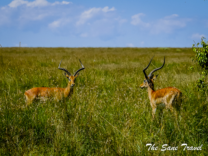 74 masai mara safari thesanetravel.com 1490337