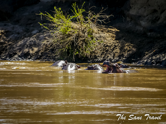 75 masai mara safari thesanetravel.com 1490246