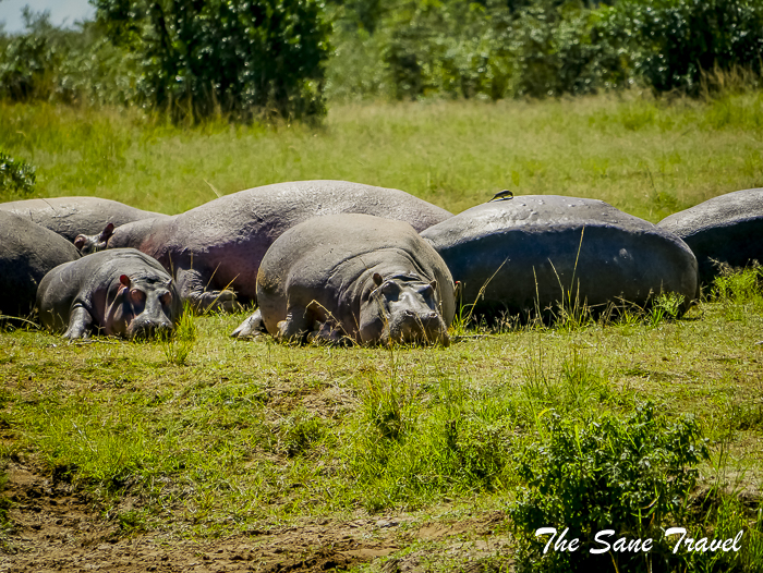 76 masai mara safari thesanetravel.com 1490280