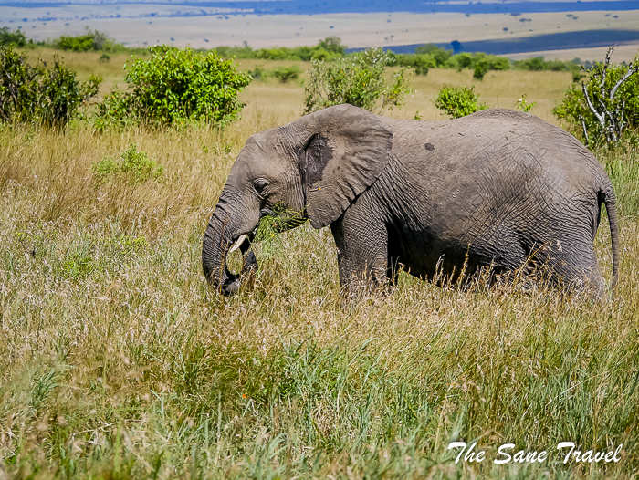 83 masai mara safari thesanetravel.com 1490378