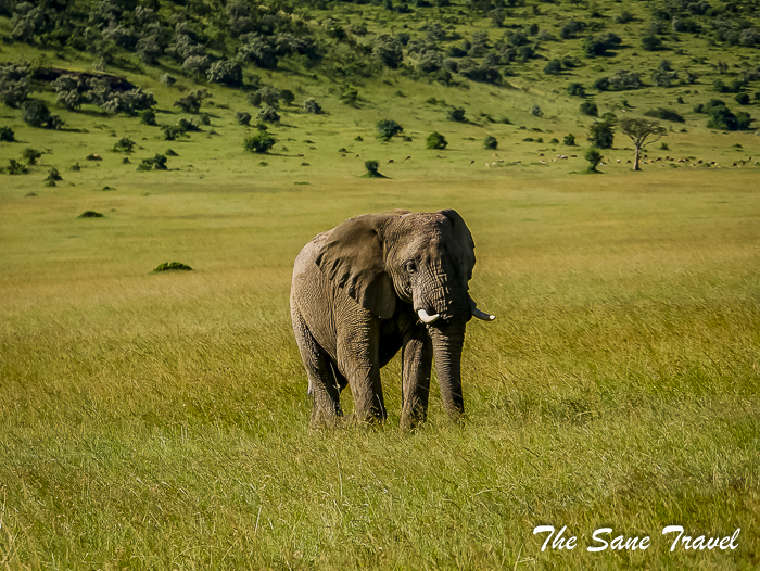 85 masai mara safari thesanetravel.com 1490420