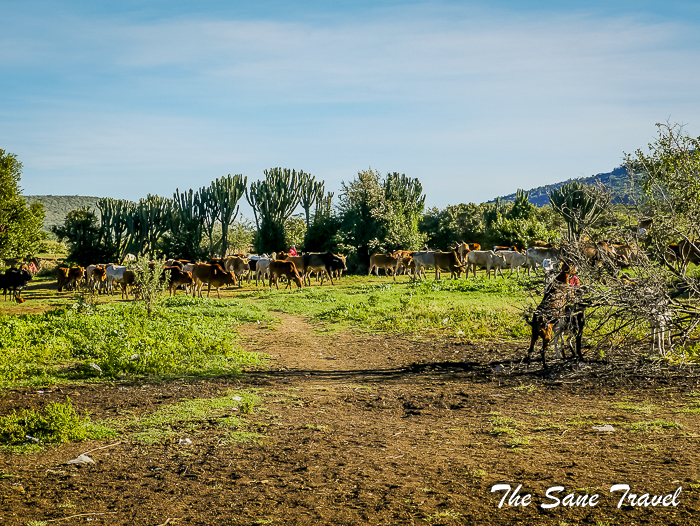 99 masai mara safari thesanetravel.com 1490590