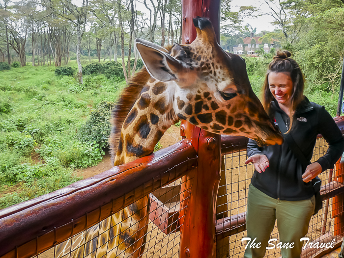 22giraffe center nairobi thesanetravel.com 1470611