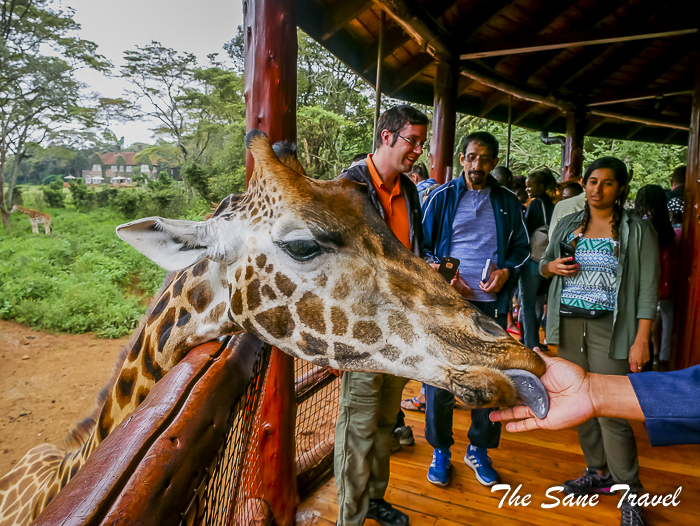 23giraffe center nairobi thesanetravel.com 1470627