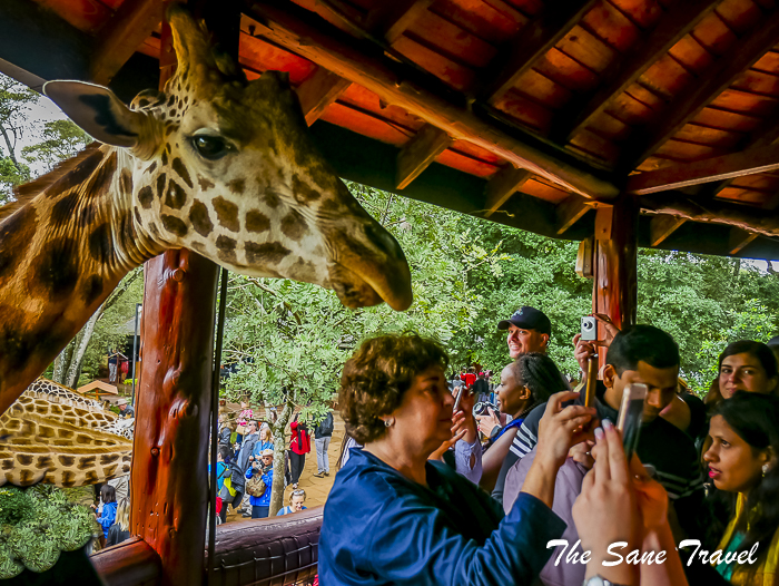 25giraffe center nairobi thesanetravel.com 1470664