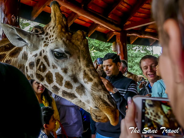 26giraffe center nairobi thesanetravel.com 1470669