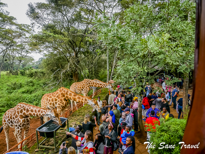 27giraffe center nairobi thesanetravel.com 1470684