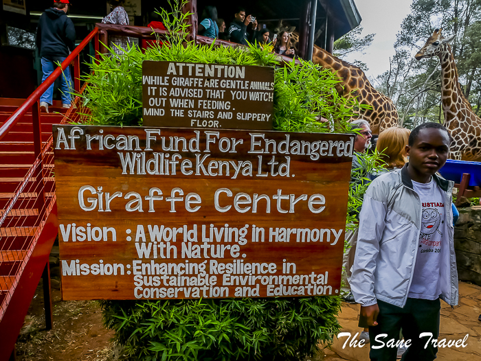 29giraffe center nairobi thesanetravel.com 1470691