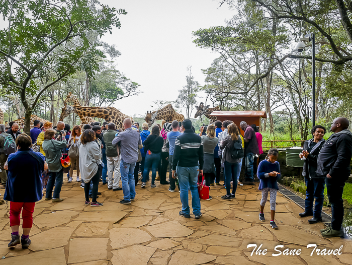 31giraffe center nairobi thesanetravel.com 1470720