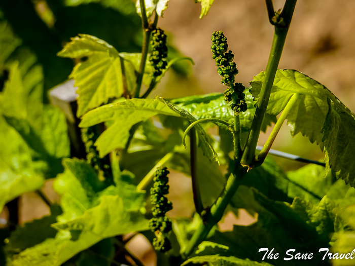 17 rudesheim www.thesanetravel.com 1410536