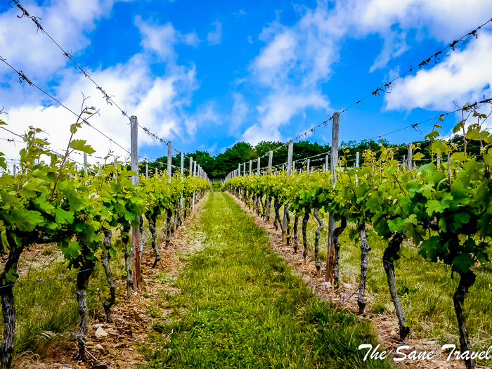 21 rudesheim www.thesanetravel.com 1410603