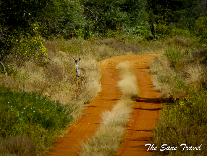 40 serena tsavo west kenya thesanetravel.com 1500933