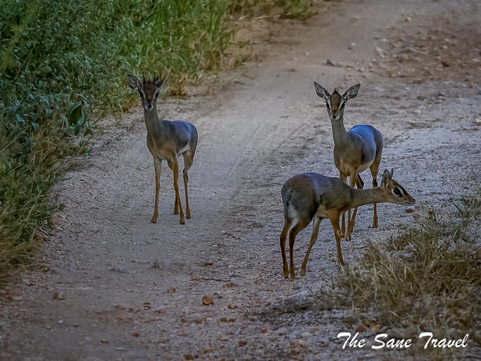 40serena tsavo west kenya thesanetravel.com 1510099